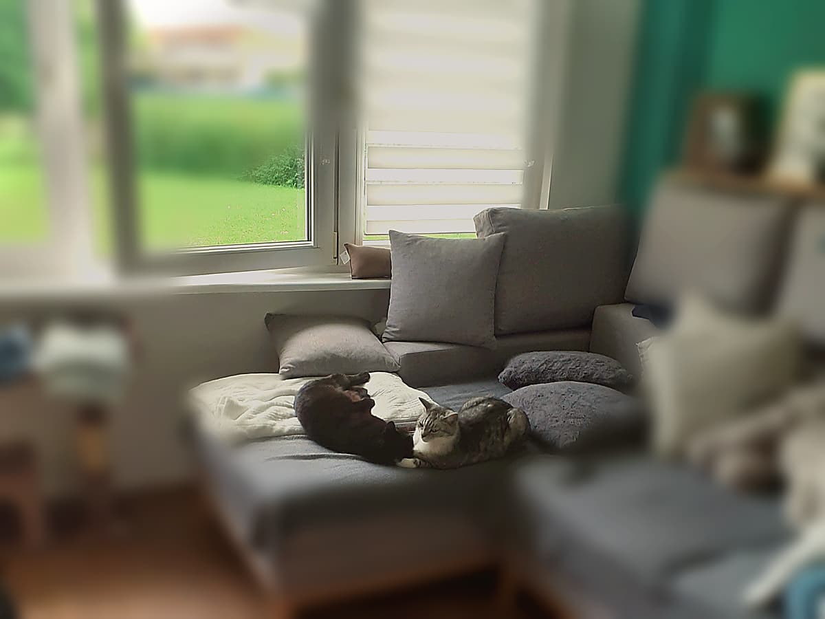 Spokojny pies w domowym kadrze