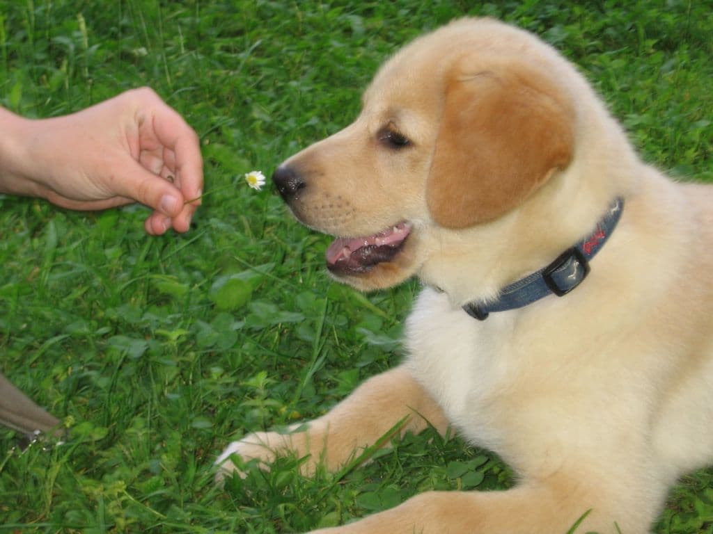 Labrador w portretowym kadrze na zewnatrz.
