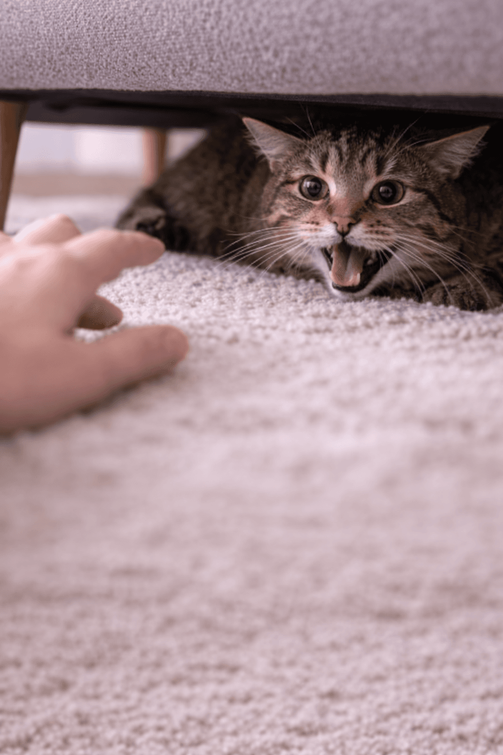 Ukryty kotek pod kanapą jako szybki wybór ścieżki dla opiekuna kota